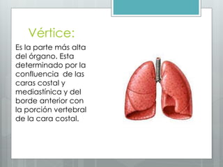 Vértice: 
Es la parte más alta 
del órgano. Esta 
determinado por la 
confluencia de las 
caras costal y 
mediastínica y del 
borde anterior con 
la porción vertebral 
de la cara costal. 
 