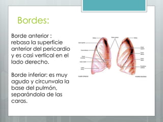 Bordes: 
Borde anterior : 
rebasa la superficie 
anterior del pericardio 
y es casi vertical en el 
lado derecho. 
Borde inferior: es muy 
agudo y circunvala la 
base del pulmón, 
separándola de las 
caras. 
 