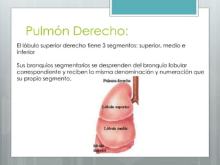 Pulmón Derecho: 
El lóbulo superior derecho tiene 3 segmentos: superior, medio e 
inferior 
Sus bronquios segmentarios se desprenden del bronquio lobular 
correspondiente y reciben la misma denominación y numeración que 
su propio segmento. 
 