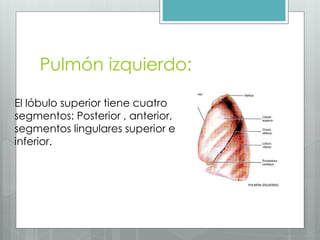 Pulmón izquierdo: 
El lóbulo superior tiene cuatro 
segmentos: Posterior , anterior, 
segmentos lingulares superior e 
inferior. 
 