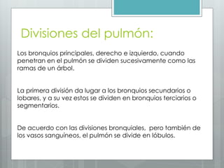 Divisiones del pulmón: 
Los bronquios principales, derecho e izquierdo, cuando 
penetran en el pulmón se dividen sucesivamente como las 
ramas de un árbol. 
La primera división da lugar a los bronquios secundarios o 
lobares, y a su vez estos se dividen en bronquios terciarios o 
segmentarios. 
De acuerdo con las divisiones bronquiales, pero también de 
los vasos sanguíneos, el pulmón se divide en lóbulos. 
 
