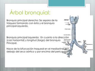 Árbol bronquial: 
Bronquio principal derecho: Se separa de la 
tráquea formando con ésta y el bronquio 
principal izquierdo. 
Bronquio principal izquierdo: En cuanto a la dirección 
(casi horizontal) y longitud (largo) del bronquio 
Principal. 
Nace de la bifurcación traqueal en el mediastino, por 
debajo del arco aórtico y por encima del pericardio. 
 