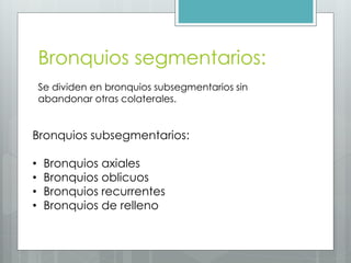 Bronquios segmentarios: 
Se dividen en bronquios subsegmentarios sin 
abandonar otras colaterales. 
Bronquios subsegmentarios: 
• Bronquios axiales 
• Bronquios oblicuos 
• Bronquios recurrentes 
• Bronquios de relleno 
 