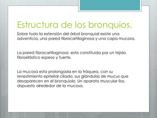 Estructura de los bronquios. 
Sobre todo la extensión del árbol bronquial existe una 
adventicia, una pared fibrocartilaginosa y una capa mucosa. 
La pared fibrocartilaginosa esta constituida por un tejido 
fibroelástico espeso y fuerte. 
La mucosa esta prolongada en la tráquea, con su 
revestimiento epitelial ciliado, sus glándulas de mucus que 
desaparecen en el bronquiolo. Un aparato muscular liso, 
dispuesto alrededor de la mucosa. 
 