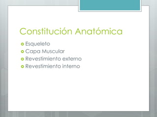Constitución Anatómica 
 Esqueleto 
 Capa Muscular 
 Revestimiento externo 
 Revestimiento interno 
 