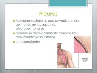 Pleuras 
 Membranas Serosas que envuelven a los 
pulmones en los espacios 
pleuropulmonares 
 permite su desplazamiento durante los 
movimientos respiratorios 
 Independientes 
 