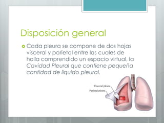 Disposición general 
 Cada pleura se compone de dos hojas 
visceral y parietal entre las cuales de 
halla comprendido un espacio virtual, la 
Cavidad Pleural que contiene pequeña 
cantidad de líquido pleural. 
 