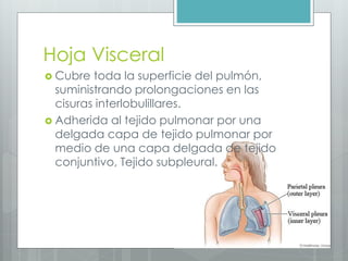 Hoja Visceral 
 Cubre toda la superficie del pulmón, 
suministrando prolongaciones en las 
cisuras interlobulillares. 
 Adherida al tejido pulmonar por una 
delgada capa de tejido pulmonar por 
medio de una capa delgada de tejido 
conjuntivo, Tejido subpleural. 
 