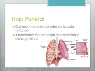 Hoja Parietal 
 Corresponde a las paredes de la caja 
torácica. 
 4 porciones: Pleura costal, mediastínica y 
diafragmática 
 