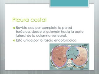 Pleura costal 
 Reviste casi por completo la pared 
torácica, desde el esternón hasta la parte 
lateral de la columna vertebral. 
 Está unida por la fascia endotorácica 
 