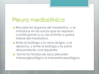 Pleura mediastínica 
 Recubre los órganos del mediastino, y se 
introduce en los surcos que los separan, 
constituyendo a su vez el límite o pared 
lateral del mediastino. 
 Entre el esófago y la vena ácigos, a la 
derecha, y entre el esófago y la aorta 
descendente, a la izquierda 
 forma los fondos de saco pleurales 
interacigiesofágico e interaorticoesofágico. 
 
