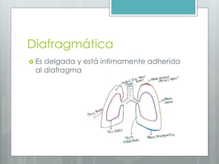Diafragmática 
 Es delgada y está íntimamente adherida 
al diafragma 
 