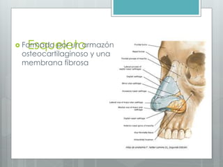  FoErmsqaduo epoler utno armazón 
osteocartilaginoso y una 
membrana fibrosa 
 