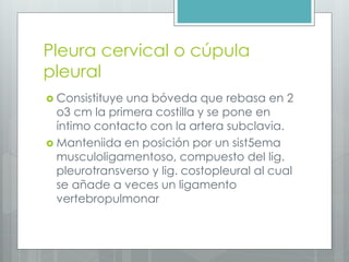 Pleura cervical o cúpula 
pleural 
 Consistituye una bóveda que rebasa en 2 
o3 cm la primera costilla y se pone en 
íntimo contacto con la artera subclavia. 
 Manteniida en posición por un sist5ema 
musculoligamentoso, compuesto del lig. 
pleurotransverso y lig. costopleural al cual 
se añade a veces un ligamento 
vertebropulmonar 
 
