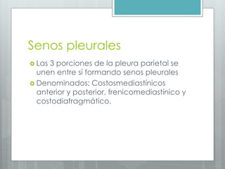 Senos pleurales 
 Las 3 porciones de la pleura parietal se 
unen entre sí formando senos pleurales 
 Denominados: Costosmediastínicos 
anterior y posterior, frenicomediastínico y 
costodiafragmático. 
 