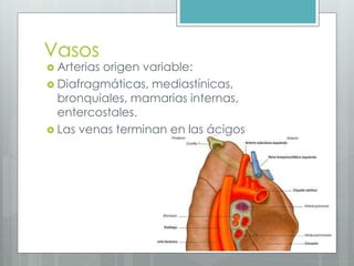 Vasos 
 Arterias origen variable: 
 Diafragmáticas, mediastínicas, 
bronquiales, mamarias internas, 
entercostales. 
 Las venas terminan en las ácigos 
 