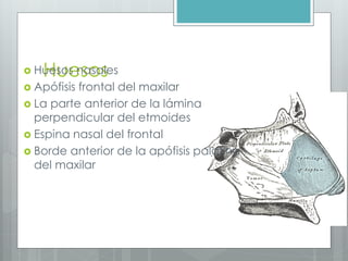  HuHeusoes nsaosasles 
 Apófisis frontal del maxilar 
 La parte anterior de la lámina 
perpendicular del etmoides 
 Espina nasal del frontal 
 Borde anterior de la apófisis palatina 
del maxilar 
 