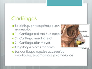 Cartílagos 
 Se distinguen tres principales y varios 
accesorios 
 1.- Cartílago del tabique nasal 
 2.- Cartílago nasal lateral 
 3.- Cartílago alar mayor 
 Cargílagos alares menores 
 Los cartílagos nasales accesorios: 
cuadrados, sesamoideos y vomerianos. 
 