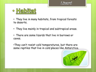 • They live in many habitats, from tropical forests
to deserts.
• They live mainly in tropical and subtropical areas.
• There are some lizards that live in burrows or
caves.
•They can’t resist cold temperatures, but there are
some reptiles that live in cold places like Antarctica.
 