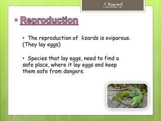 • The reproduction of lizards is oviparous.
(They lay eggs)
• Species that lay eggs, need to find a
safe place, where it lay eggs and keep
them safe from dangers.
 
