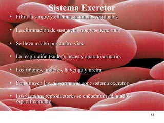 Sistema Excretor Filtra la sangre y elimina sustancias residuales. La eliminación de sustancias nocivas tiene ruta. Se lleva a cabo por cuatro vías. La respiración (sudor), heces y aparato urinario. Los riñones, uréteres, la vejiga y uretra. Constituyen las vías urinarias son; sistema excretor Los sistemas reproductores se encuentran adaptados especificamente. 