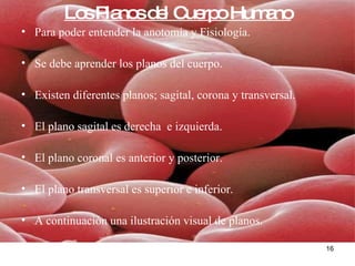 Los Planos del Cuerpo Humano Para poder entender la anotomía y Fisiología. Se debe aprender los planos del cuerpo. Existen diferentes planos; sagital, corona y transversal. El plano sagital es derecha  e izquierda. El plano coronal es anterior y posterior. El plano transversal es superior e inferior. A continuación una ilustración visual de planos. 