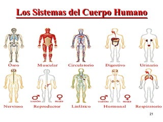 Los Sistemas del Cuerpo Humano 