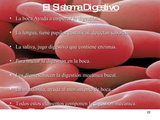 El Sistema Digestivo La boca Ayuda a empezar la digestión. La lengua, tiene papilas gustativas, detectan sabores. La saliva, jugo digestivo que contiene enzimas. Para iniciar la digestión en la boca. Los dientes, hacen la digestión mecánica bucal. La mandíbula, ayuda al movimiento de boca. Todos estos elementos componen la digestión mecánica. 