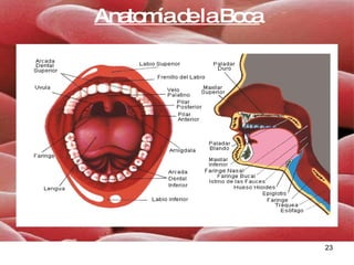 Anatomía de la Boca 