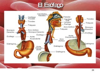 El Esófago 