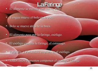 La Faringe El alimento se mezcla con  saliva, bolo. Lengua mueve el bolo en la boca. Bolo se mueve atrás de la boca.  El alimento pasa por la faringe, esófago. El esófago conecta la faringe, el estómago. Epiglotis  y Peristalsis, empieza en el esófago. Todos estos elementos componen el esófago / faringe. 