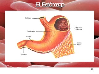 El Estómago 