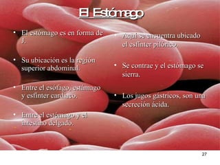 El Estómago El estómago es en forma de J. Su ubicación es la región superior abdominal. Entre el esófago, estámago y esfínter cardiaco. Entre el estómago y el intestino delgado. Aquí se encuentra ubicado el esfínter pilórico. Se contrae y el estómago se sierra.  Los jugos gástricos, son una secreción ácida. 