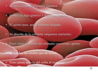 Se lleva a cabo la digestión Química. La mezcla jugo gástrico y alimento, quimo. El quimo pasa  por el intestino delgado. Se absorbe de la corriente sanguinea nutrientes. Estos nutrientes salen del alimento convertido, quimo.  Se quedan los residuo que no sirven. Estos pasan atravéz del colón al recto. 