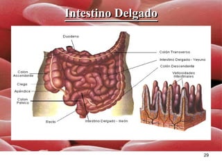 Intestino Delgado 