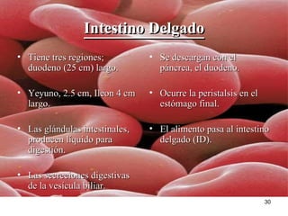 Intestino Delgado Tiene tres regiones; duodeno (25 cm) largo. Yeyuno, 2.5 cm, Ileon 4 cm largo. Las glándulas intestinales, producen líquido para  digestión. Las secreciones digestivas de la vesícula biliar. Se descargan con el páncrea, el duodeno. Ocurre la peristalsis en el estómago final. El alimento pasa al intestino delgado (ID).  