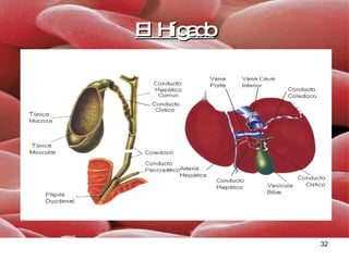 El Hígado 