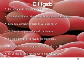 El Hígado Es la glándula más grande del cuerpo . Tiene dos lóbulos principales importantes y funcionales. El lóbulo derecho conecta la vesícula biliar. Su función es pasar al hígado nutrientes. Su función; pasan al hígado los nutrientes. Luego la corriente sanguínea absorberlos del ID. En el hígado almacena glucosa como glucógeno 