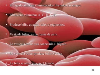 El hígado almacena aminoácidos liberados en sangre.  Almacena vitaminas A, C, D, E, K. Produce bilis, es agua, sales y pigmentos. Vesícula biliar, es en forma de pera . La vesícula biliar está conectada al hígado. La vesícula biliar produce bilis (verde). La bilis se almacena en el hígado.  