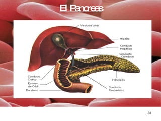 El Pancreas 