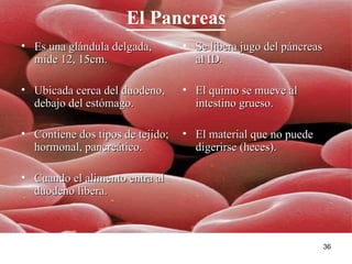 El Pancreas Es una glándula delgada, mide 12, 15cm. Ubicada cerca del duodeno, debajo del estómago. Contiene dos tipos de tejido; hormonal, pancreático.  Cuando el alimento entra al duodeno libera. Se libera jugo del páncreas al ID. El quimo se mueve al intestino grueso. El material que no puede digerirse (heces). 
