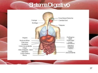 Sistema Digestivo 