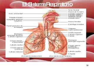 El Sistema Respiratorio 
