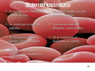 Sistema Respiratorio Es involuntario, automático, el paso de aire. Se inhala por la nariz se calienta. Se humedece, pasa a faringe, laringe, tráquea. Pulmones, bronquiolos, alveolos esto compone la repiración. La misma cumple con dos fases musculares Los mismos son; del difragma e intercostales. En la respiración el diafragma se contrae. 
