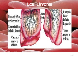 Los Pulmones 
