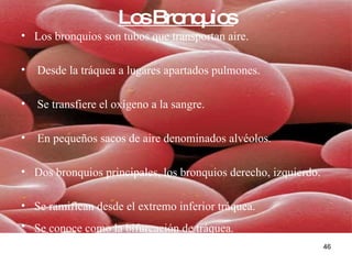 Los Bronquios Los bronquios son tubos que transportan aire. Desde la tráquea a lugares apartados pulmones. Se transfiere el oxígeno a la sangre. En pequeños sacos de aire denominados alvéolos.  Dos bronquios principales, los bronquios derecho, izquierdo. Se ramifican desde el extremo inferior tráquea. Se conoce como la bifurcación de tráquea.   