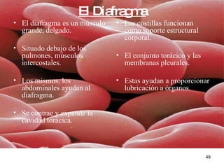 El Diafragma El diafragma es un músculo grande, delgado. Situado debajo de los pulmones, músculos intercostales. Los mismos, los abdominales ayudan al diafragma. Se contrae y expande la cavidad torácica. Las costillas funcionan como soporte estructural corporal. El conjunto torácico y las membranas pleurales. Estas ayudan a proporcionar lubricación a órganos. 