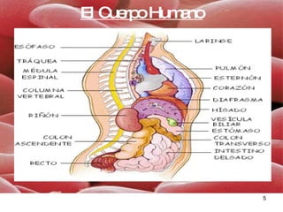 El Cuerpo Humano 