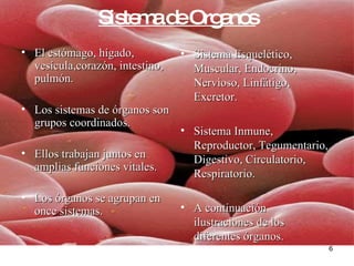 Sistema de Organos El estómago, hígado, vesícula,corazón, intestino, pulmón. Los sistemas de órganos son grupos coordinados. Ellos trabajan juntos en amplias funciones vitales. Los órganos se agrupan en once sistemas. Sistema Esquelético, Muscular, Endocrino, Nervioso, Linfátigo, Excretor. Sistema Inmune, Reproductor, Tegumentario, Digestivo, Circulatorio, Respiratorio. A continuación  ilustraciones de los diferentes órganos. 