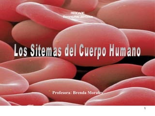 RESCARE Barranquitas, Job Corps Profesora: Brenda Morales Los Sitemas del Cuerpo Humano 